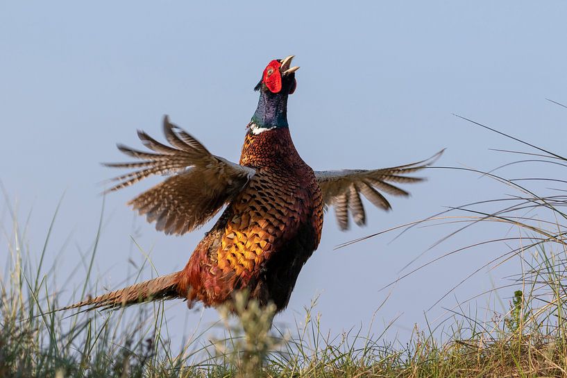Pheasant by Martin van der Kruijk
