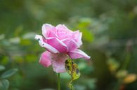 roze herfstroos van Tania Perneel thumbnail