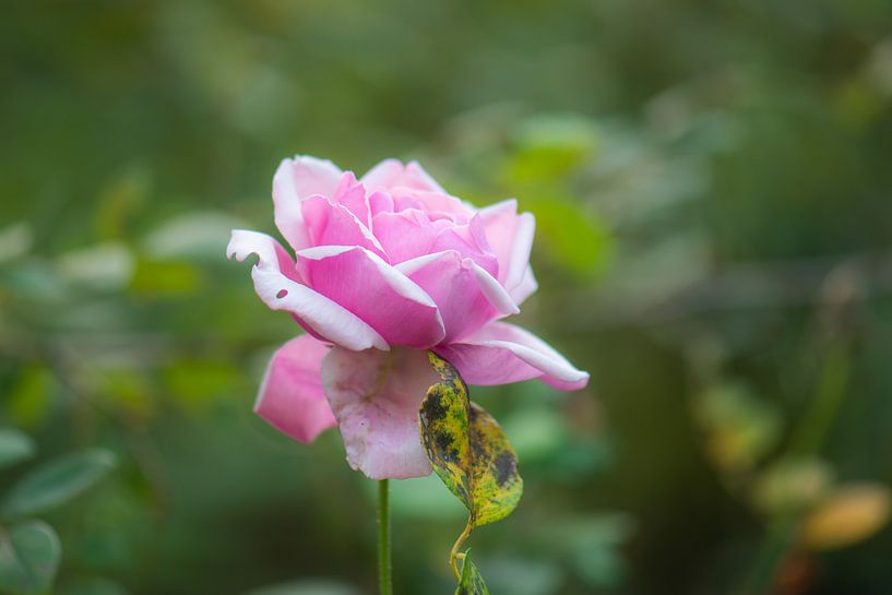 roze herfstroos van Tania Perneel