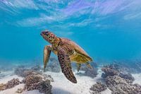 The green turtle