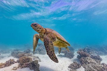 De groene schildpad