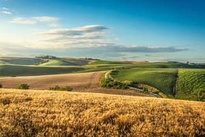 Die Landschaft um Santa Luce mit Weizenfeldern, Toskana, Italien