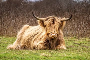 De Schotse hooglander van Fotos by Angelique