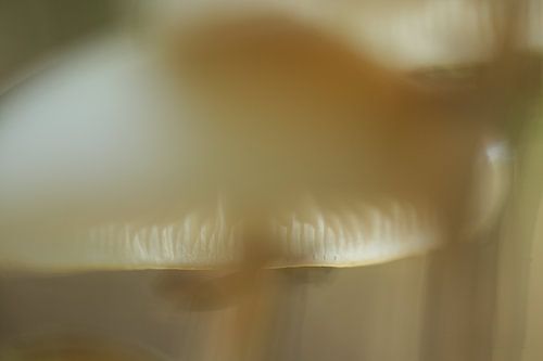 Mushroom abstract number 4