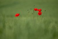 Wild poppies art