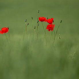 Wilde klaproos in tarwe veld art van Richard Kalkman fotografie