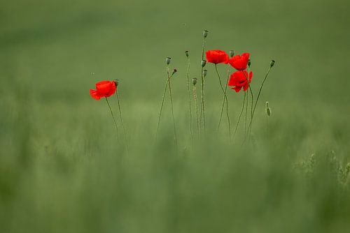 Wild poppies art