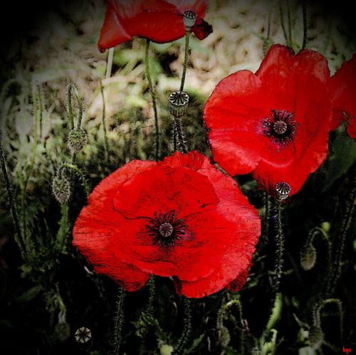 Maanzaad
