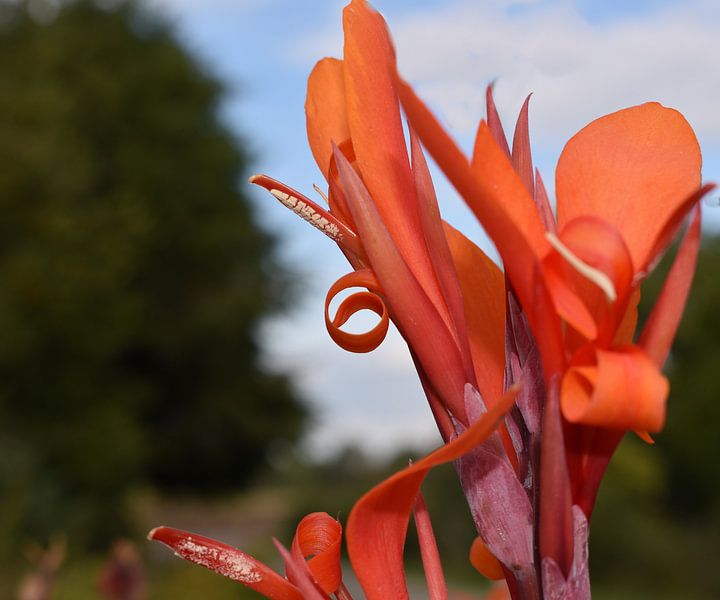 rode bloem by sara Luyckx