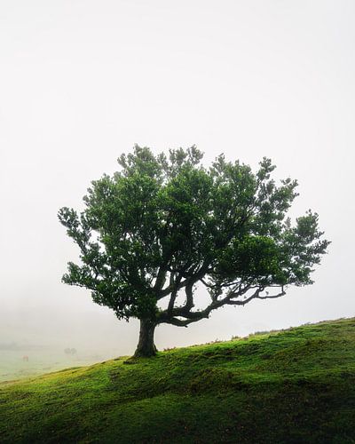 Arbre dans la forêt de Fanal à Madère.