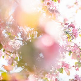 Roze bloesem boom in de lente van Wianda Bongen