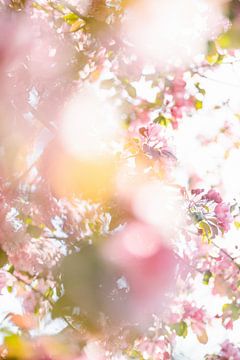 Rosa blühender Baum im Frühling von Wianda Bongen