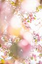 Pink blossom tree in spring by Wianda Bongen thumbnail