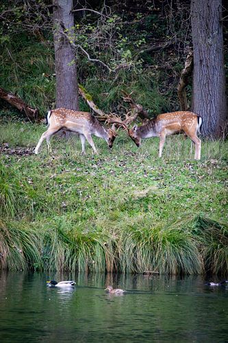 herten in de duinen van Patricia Van Roosmalen