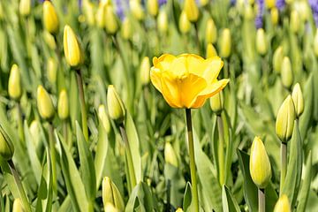 La tulipe jaune ne déborde qu'au printemps sur Marly De Kok