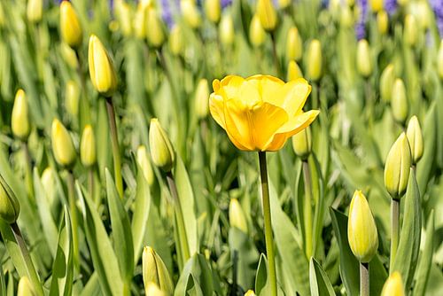 Tulp Geel alleen knoppen in het Voorjaar