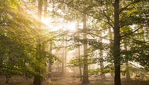 Buchenwaldlandschaft mit Sonnenlicht, das durch die Blätter scheint von Sjoerd van der Wal Fotografie
