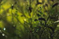 Groene pracht