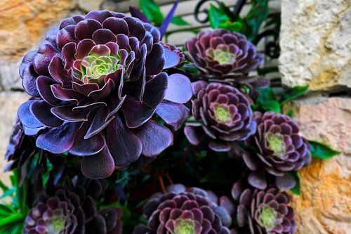 Mediterranean beauty