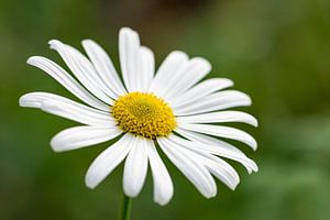 Margeritenblüte