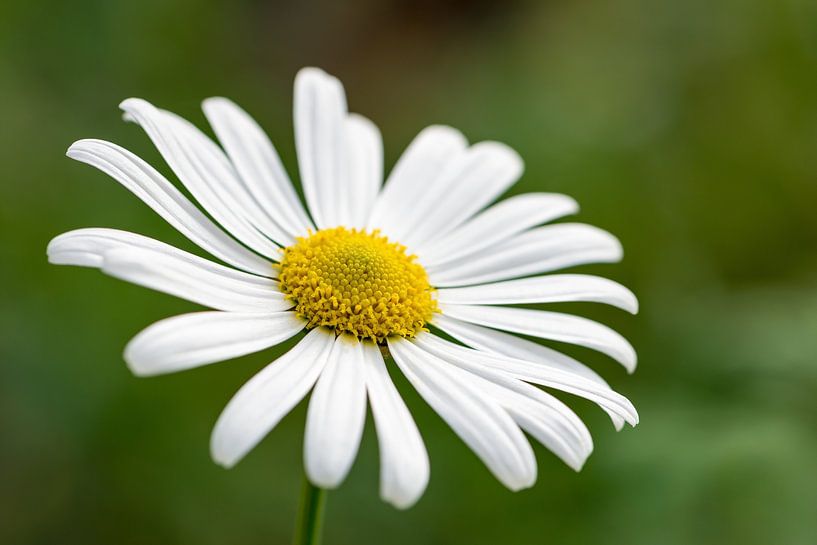 Margeritenblüte von Michael Valjak