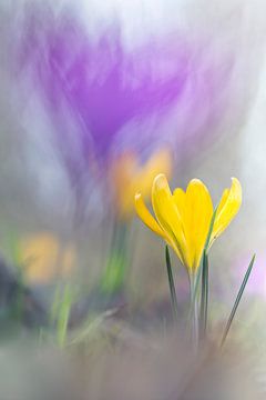 Finally Spring by Bob Daalder