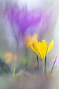 Finally Spring van Bob Daalder thumbnail