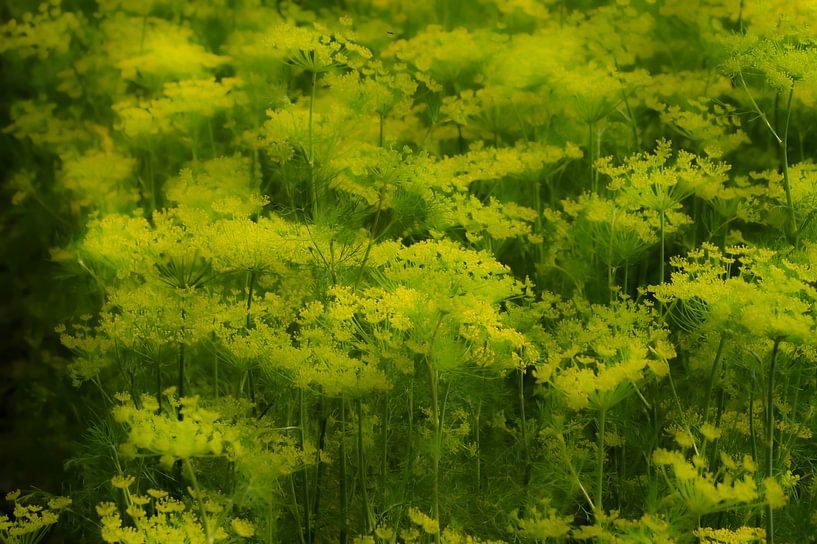 Aneth brumeux par Niek Traas