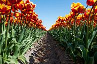 Field of tulips in spring von Wim Stolwerk Miniaturansicht