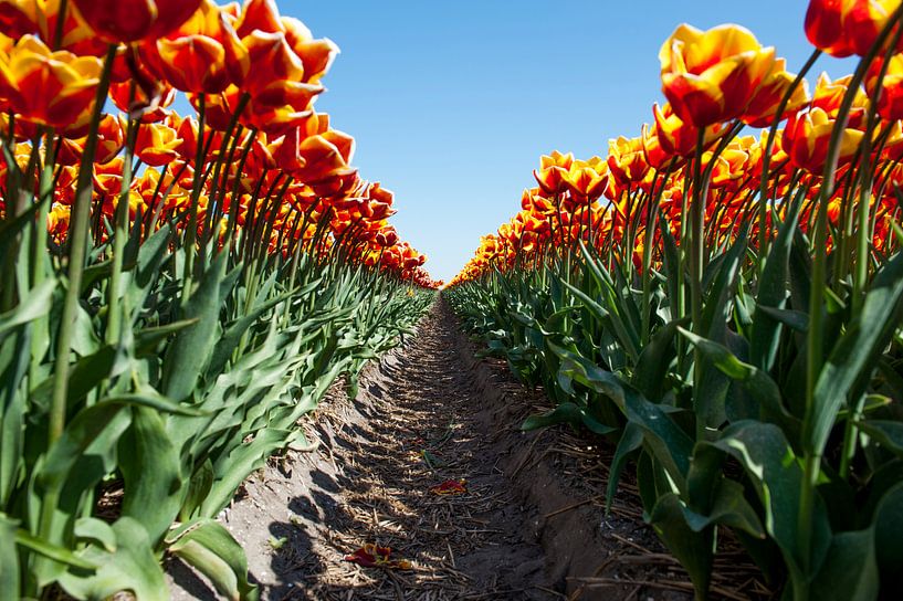 Field of tulips in spring von Wim Stolwerk