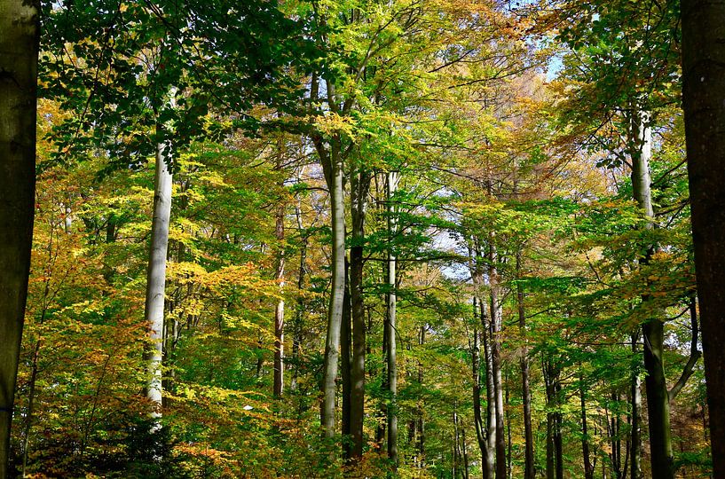 Goldener Oktober von Thomas Jäger