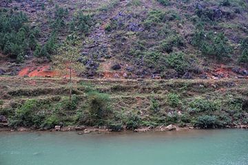 Kühe entlang des schönen blauen Flusses in Ha Giang von Anne Zwagers