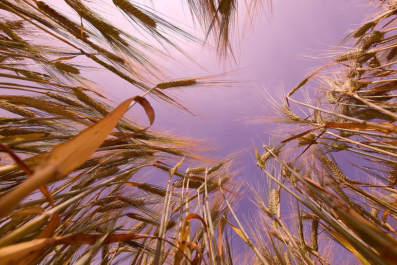 Barley Field in Summer par Jörg Hausmann
