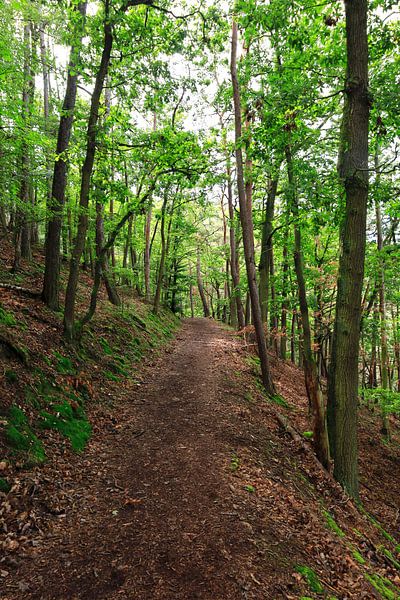 Wildromantischer Kellerwald von Thomas Jäger