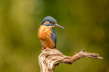 Kingfisher, Alcedo Atthis by Gert Hilbink