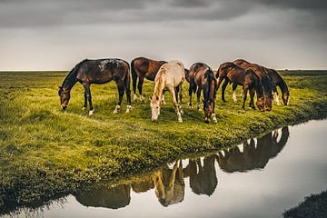 Grazende paarden van rosstek ®