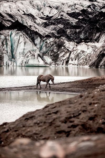 Pferd auf dem Sólheimajökull-Gletscher in Island | Natur Pferd Kunstdruck von Madinja Groenenberg