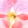 Close up of a ladybird sheltering from the rain under a pink poppy (bottom view) by Birgitte Bergman