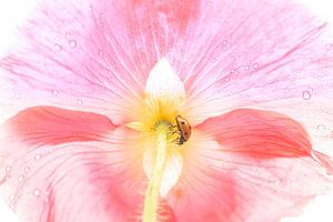 Gros plan d'une coccinelle s'abritant de la pluie sous un coquelicot rose (vue du bas)