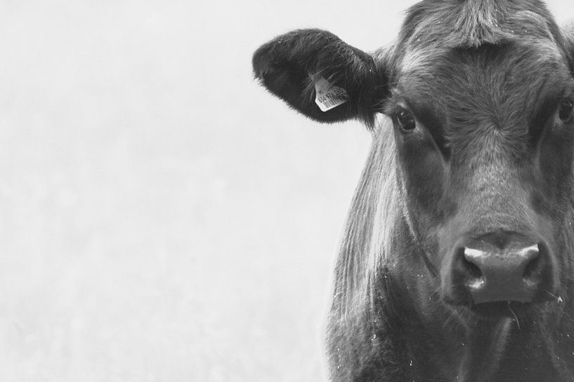 Schwarzer Angus von Niek Traas