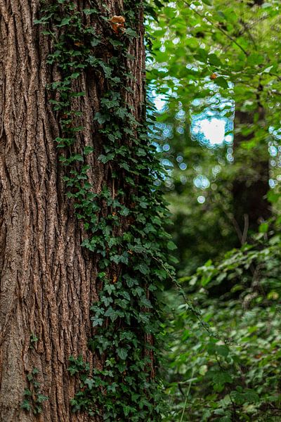 Beautiful nature captured with enormous pinetrees and soft light by Manon van Bochove