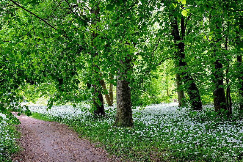 Forest by Ostsee Bilder