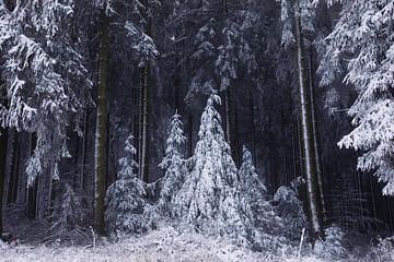 sprookjesachtig winterbos in sneeuw