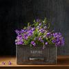 Cheerful purple by Alied Kreijkes-van De Belt