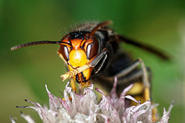 Asian Hornet in Macro – Graphic Nature by Korayu Photography
