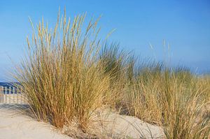Gras in den Dünen am Mittelmeer