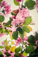 Blossom up close