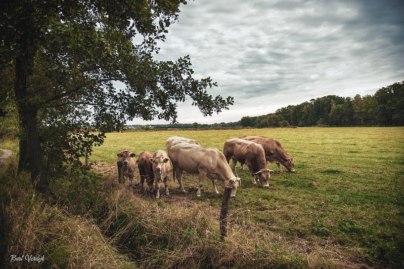 DSC1237 par Bart Verdijk