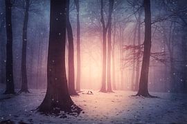Enchanted forest in winter by Dirk Wüstenhagen