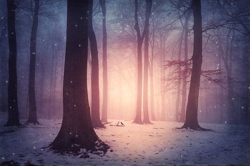 Betoverd bos in de winter